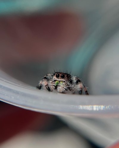 Carousel post from njexoticpets.