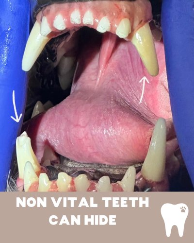 Carousel post from toothy.thomson.