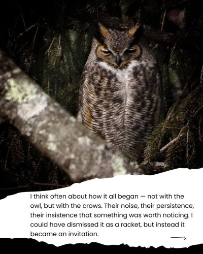 Carousel post from flutterbymeadows.