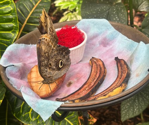 Photo post from camaspollinatorsupply.