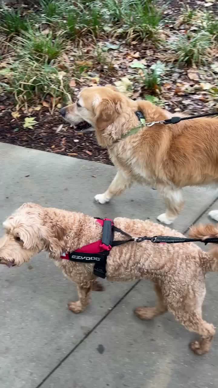 Video post from alburycity.