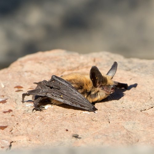Carousel post from nationalwildlife.