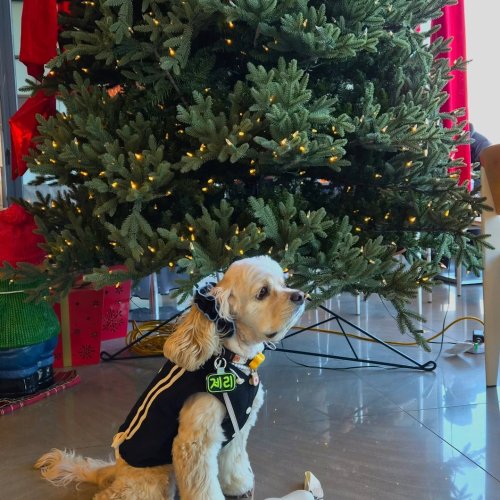 Carousel post from cocker_jerry_.