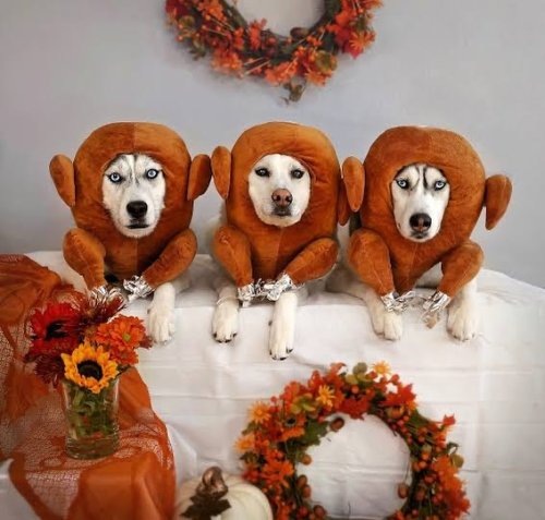 Photo post from pawsplaysandiego.