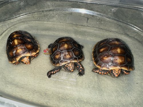 Photo post from carapacecritters.