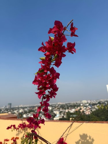 Carousel post from purkinje_crazyforplants.