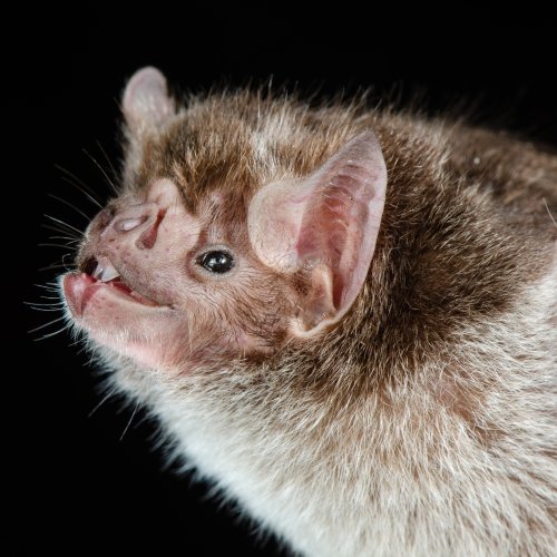 Carousel post from speciesfromfeces.