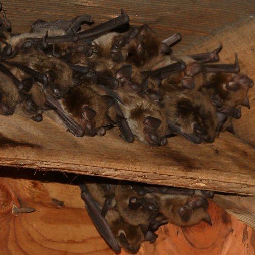 Photo post from ctfishandwildlife.