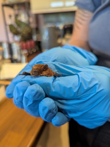 Carousel post from biodiverseconsulting.