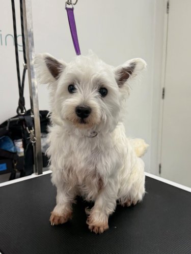 Carousel post from k9playtimedoggydaycare.