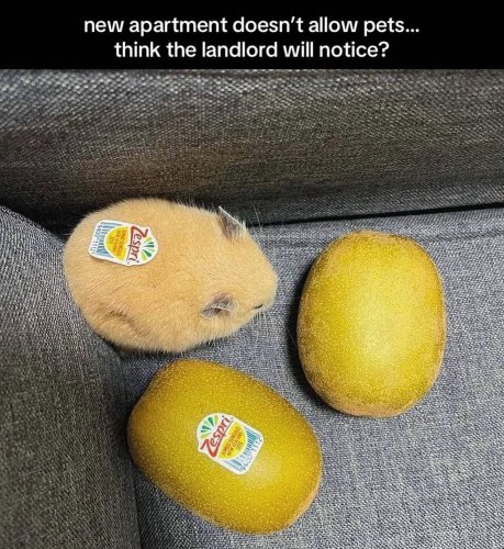 Photo post from njexoticpets.