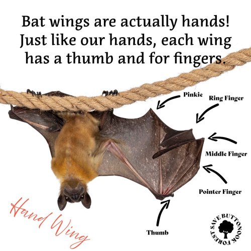 Photo post from savebuttonhook.