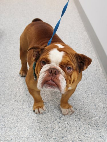 Carousel post from familyanimalhospitalcm.