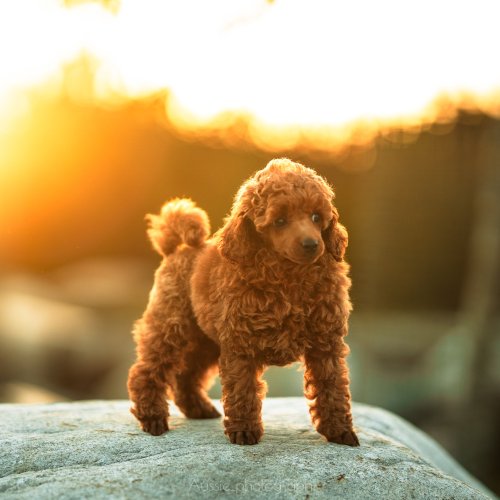 Carousel post from palmaleos.