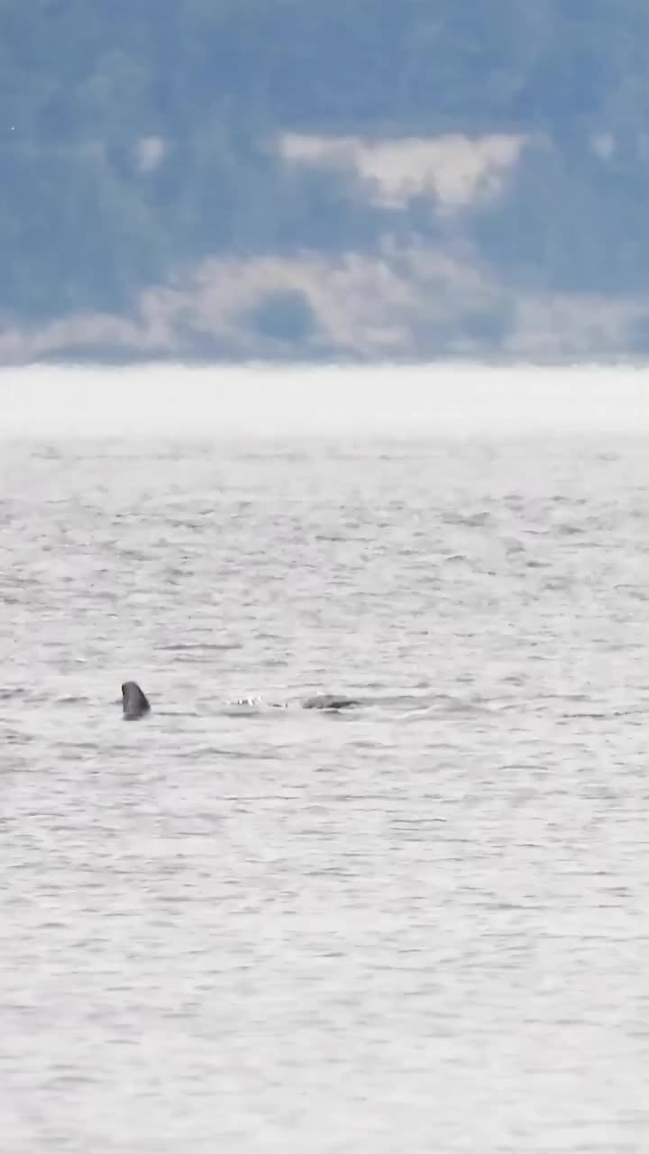 Video post from libtechnologies.