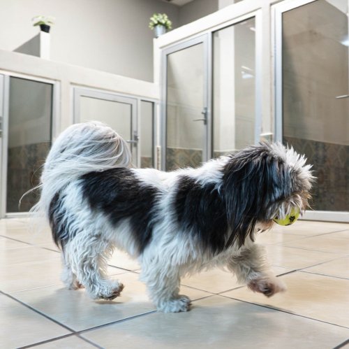 Photo post from medicalpettj.