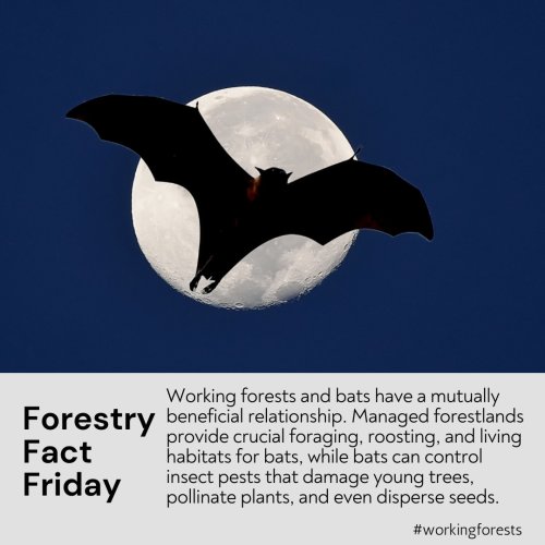 Photo post from waworkingforesters.