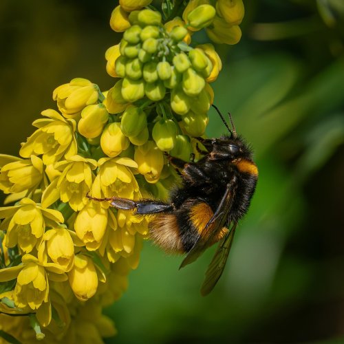 Photo post from bluffin_puffin.