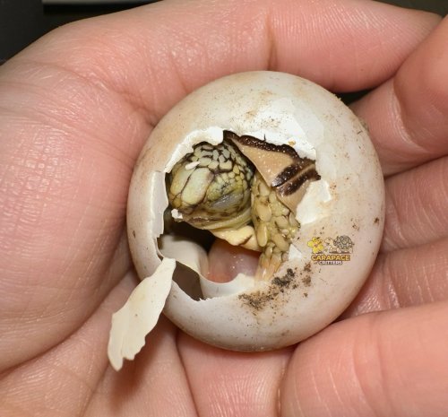 Photo post from carapacecritters.