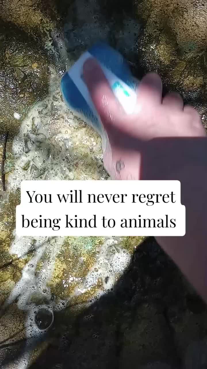 Video post from thebeeandbee042608.