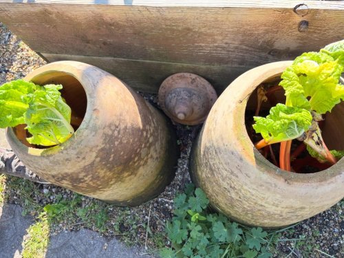 Photo post from gardenhousebrighton.