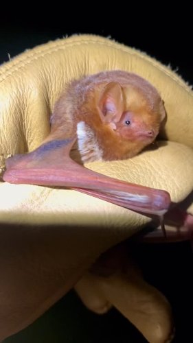 Video post from wildlifenj.