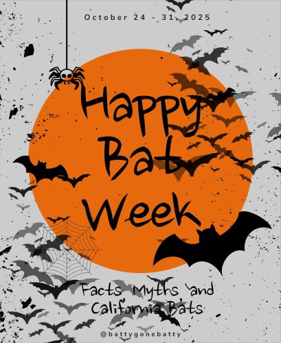 Carousel post from battygonebatty.