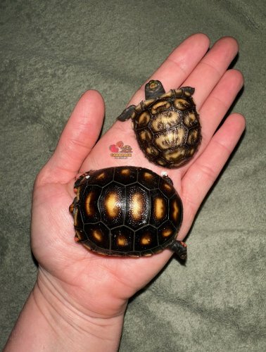 Photo post from carapacecritters.