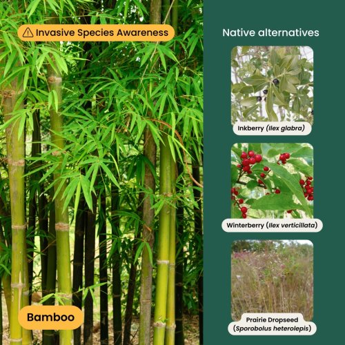 Carousel post from gardenforwildlife.