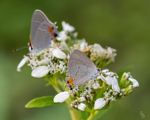 Photo post from texas_pixels.