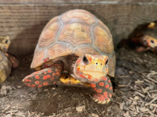 Photo post from carapacecritters.