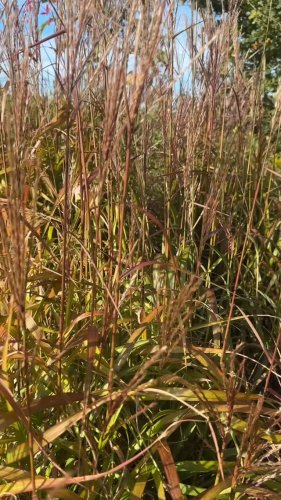 Video post from sussexprairies.