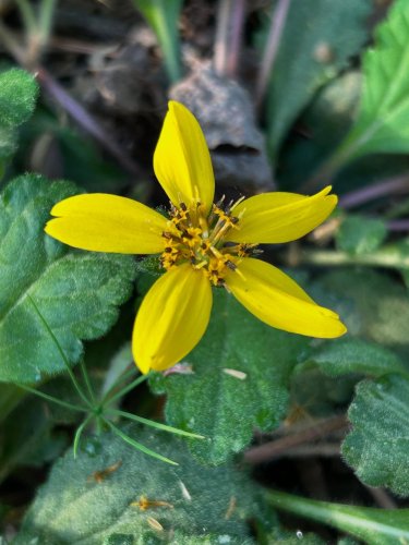 Carousel post from the_gilmore_guys_natives.