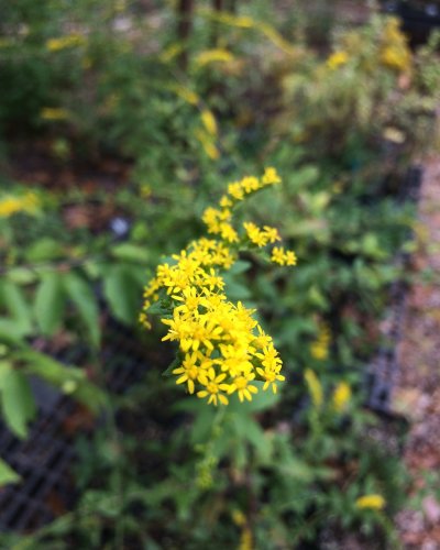 Carousel post from bowmanshillwildflowerpreserve.