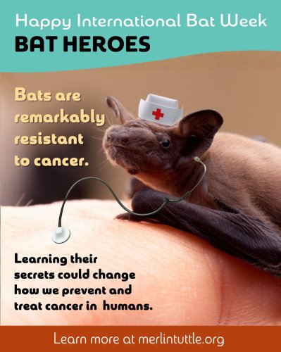 Photo post from austinbatworks.