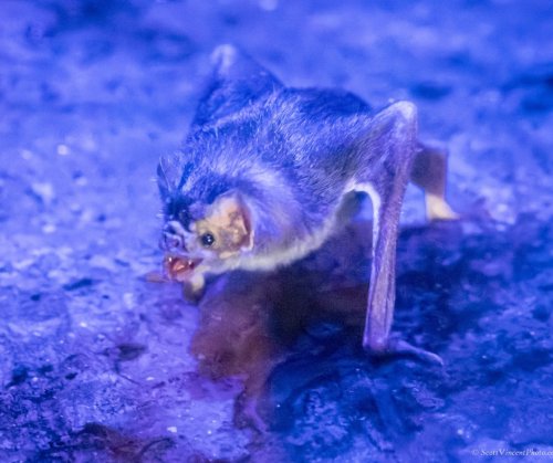 Photo post from ctbeardsleyzoo.