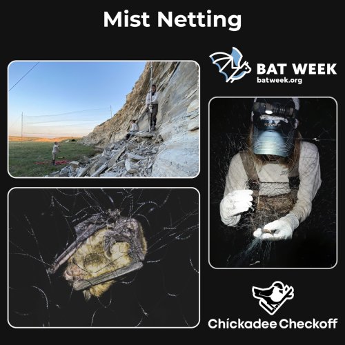 Carousel post from kswildlifediversity.