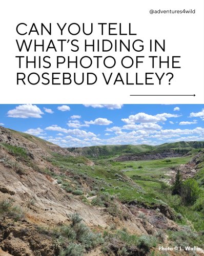 Carousel post from albertawildernessassociation.