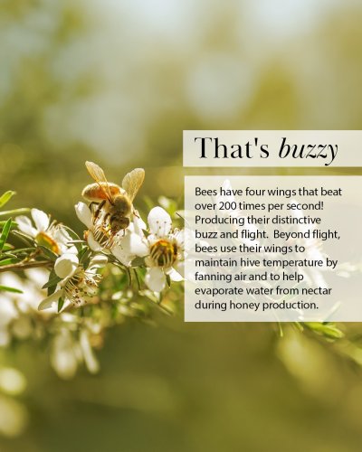 Photo post from comvita_au.