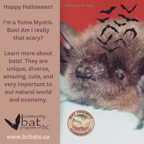 Photo post from gotbats.