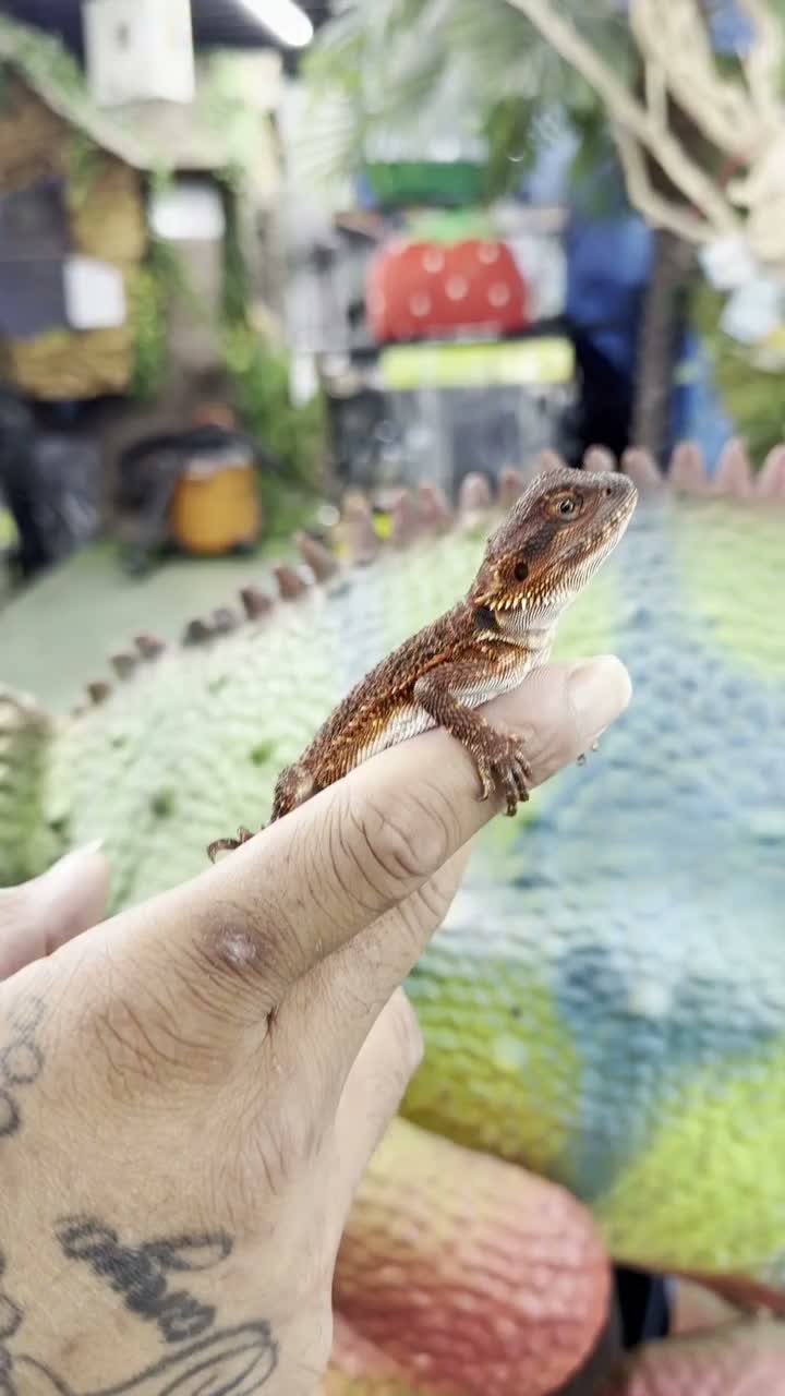 Video post from njexoticpets.