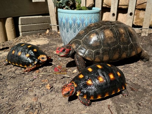 Photo post from carapacecritters.