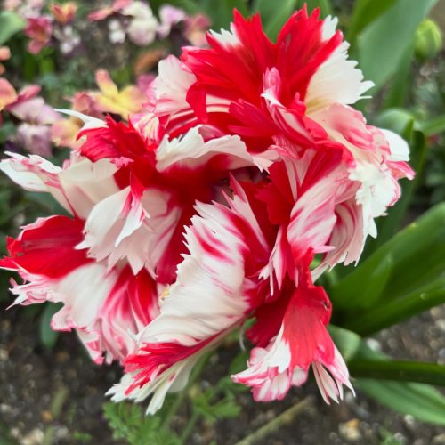 Photo post from gardenhousebrighton.