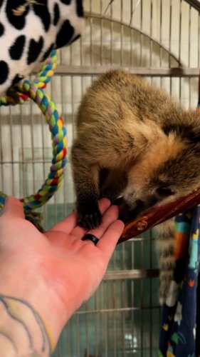 Video post from njexoticpets.