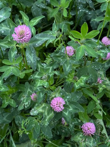 Carousel post from earthsoulgarden.