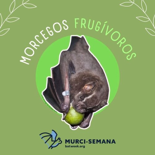 Carousel post from mulheresnaquiropterologia.