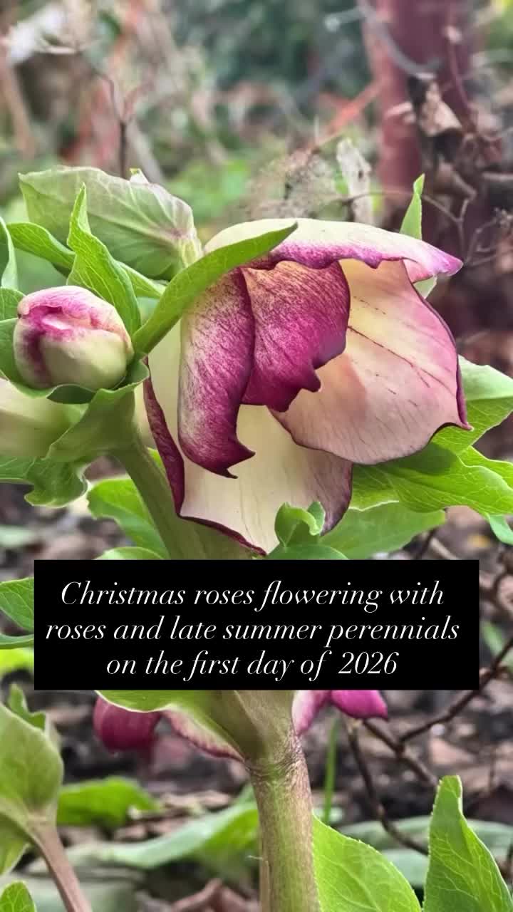 Video post from silviasgardenlondon.