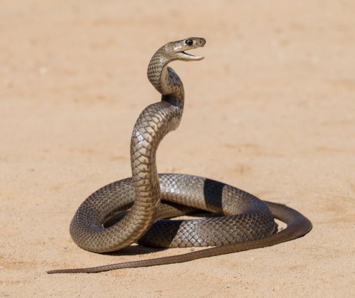 Photo post from alburycity.