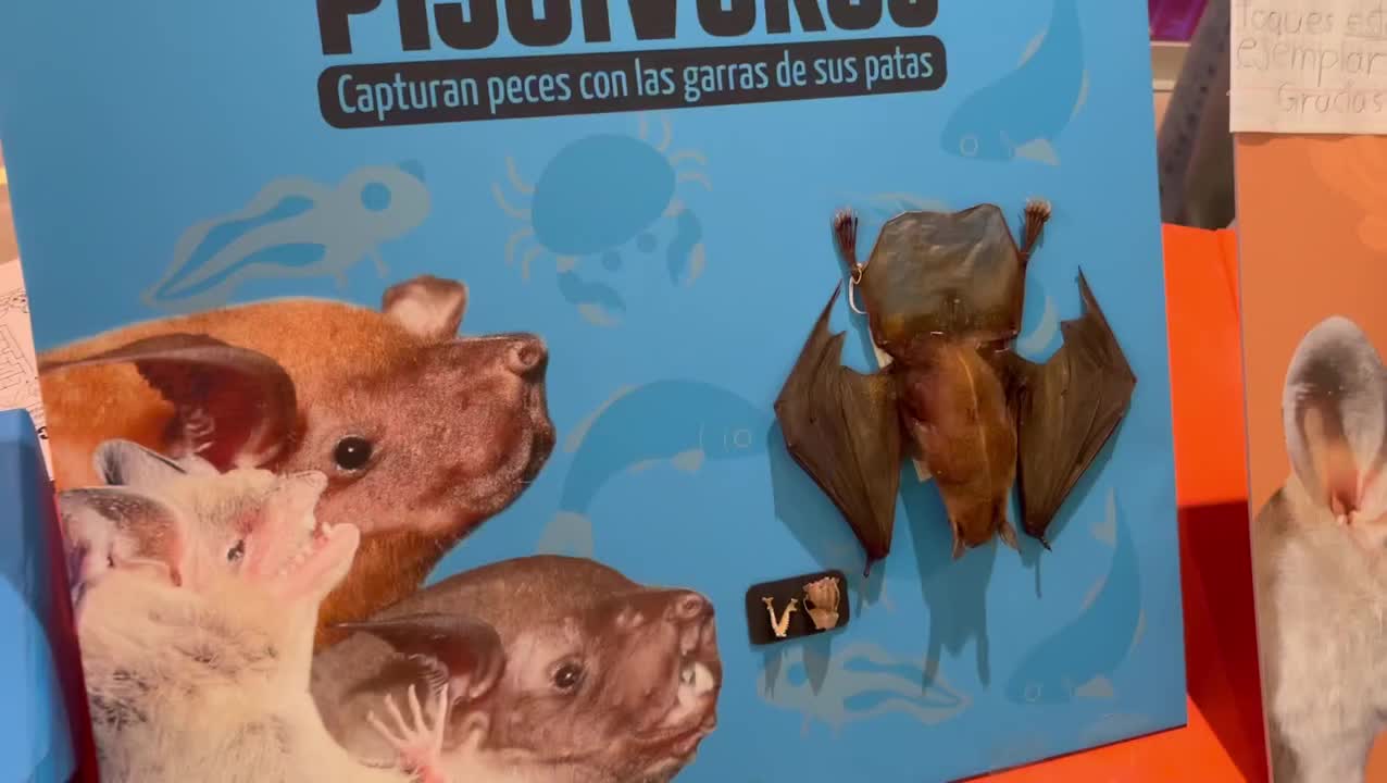 Carousel post from murcisemana_oficial.