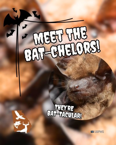 Carousel post from georgiawildlife.